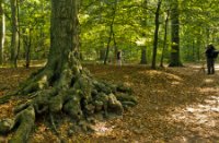 Boomstam, Het Staelduinse Bos, Boomstam