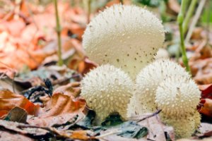 Parelstuifzwam, ( Lycoperdon perlatum )