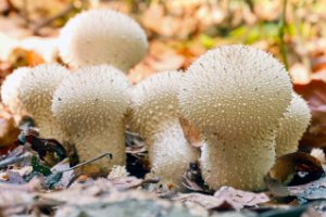 Parelstuifzwam, ( Lycoperdon perlatum )