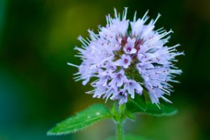 Wilde marjolein (Oregano)