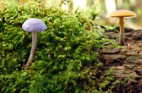 Diverse paddestoelen/zwammen, Lage Bergse Bos, Diverse paddestoelen/zwammen