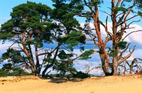 Landschap, Veluwe, landschap