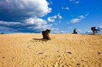 LANDSCHAP, Veluwe, LANDSCHAP