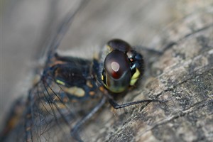 Detail van de oog van een libele