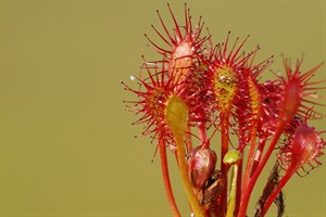 zonnedouw - vleesetende plant