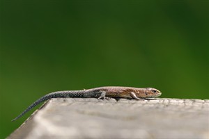 Zandhagedis aan het zonnen