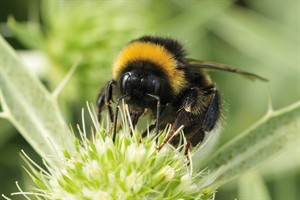 Aardhommel op distel