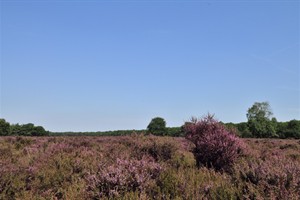 Bussemmerheide