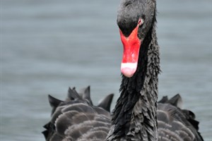 zwarte zwaan (Cygnus atratus)