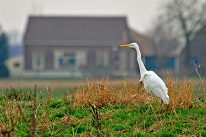 Zilverreiger