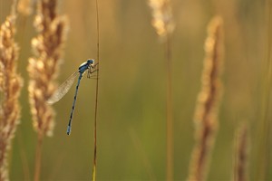 Azuurwaterjuffer met avondlicht