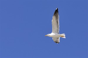 Meeuw - De Slufter - Texel