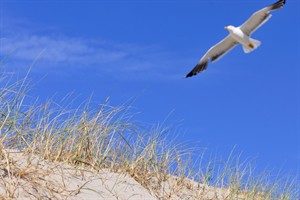 Duinen - De Slufter - Texel