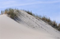 Duinen - De Slufter - Texel, De Slufter