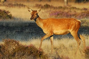 Ree - Hoge Veluwe