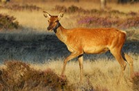 Ree - Hoge Veluwe