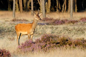 Reebok - Hoge Veluwe