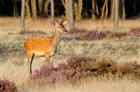 Reebok - Hoge Veluwe