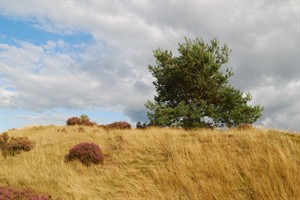 Hoge Veluwe