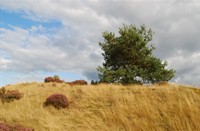 Hoge Veluwe