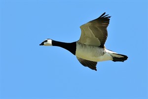 Gans - Tiengemeten