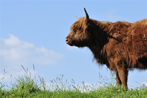 Hooglander - Tiengemeten