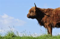 Hooglander - Tiengemeten, Tiengemeten