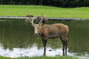 Davidshert - Natuurpark Lelystad