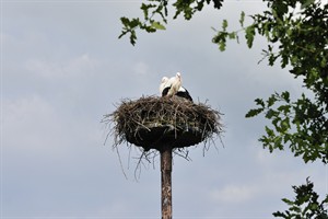 Natuurpark Lelystad