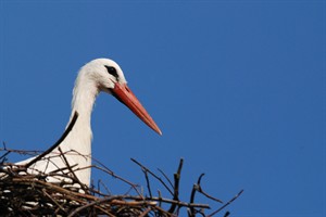 Ooivaar - Natuurpark Lelystad