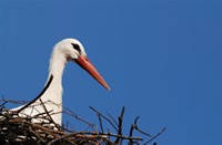 Ooivaar - Natuurpark Lelystad