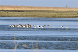 Oostvaardersplassen