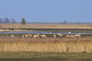 Oostvaardersplassen