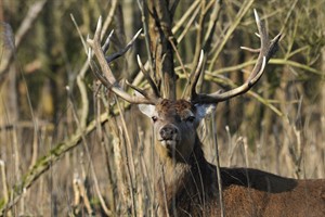 Edelhert - Oostvaardersplassen