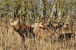 Edelherten - Oostvaardersplassen