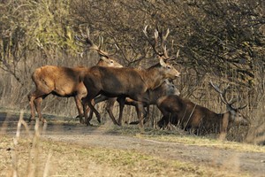 Oostvaardersplassen