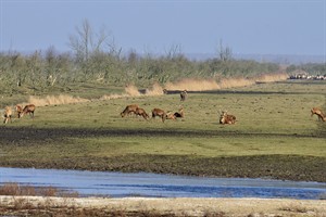 Oostvaardersplassen