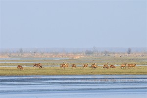 Oostvaardersplassen