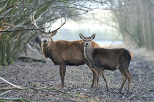 Oostvaardersplassen