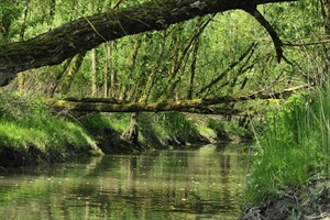 Biesbosch