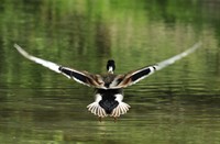 Biesbosch, Nationaal Park De Biesbosch