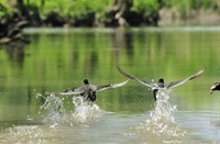 Biesbosch, Nationaal Park De Biesbosch