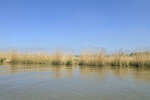 Biesbosch