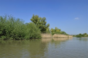 Biesbosch