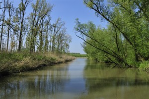 Biesbosch