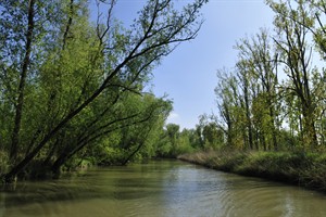 Biesbosch