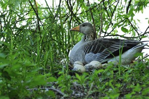 Biesbosch