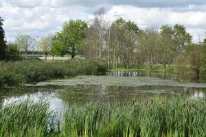 Biesbosch