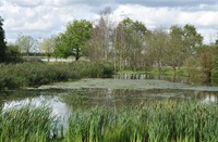 Biesbosch