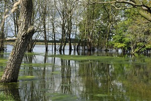 Biesbosch